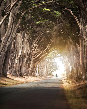 A serene road flanked by towering trees forming a natural tunnel. Two people walk into the light. HD phone wallpaper
