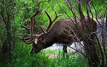 Animals, Grass, Blur, Smooth, Branches, Deer, Climb, Horns HD wallpaper