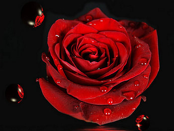 Red rose, rose, pretty, flower, red, beautiful, lovely, dark, nice HD wallpaper