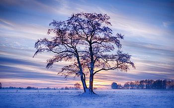 Tree in winter, winter, blue, iarna, snow, sky, so nset, cloud, tree, nature HD wallpaper