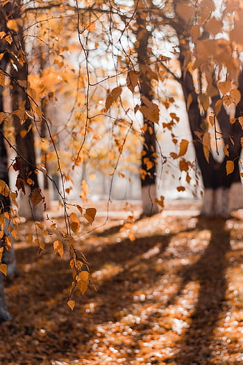 Pathway in a peaceful forest during autumn with sunlight filtering through colorful leaves. HD phone wallpaper