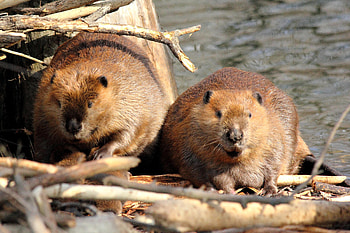 Couple, Beavers HD wallpaper