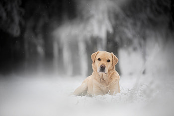 Snow, Labrador Retriever HD wallpaper