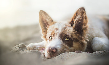 Animals, Dog, Muzzle, Sadness, Sight, Opinion, Sorrow HD wallpaper