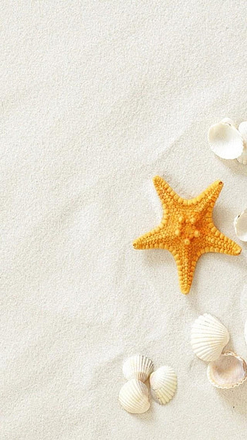 Sea star collection, Stunning marine ry, Nature's intricate designs, Oceanic fascination HD phone wallpaper