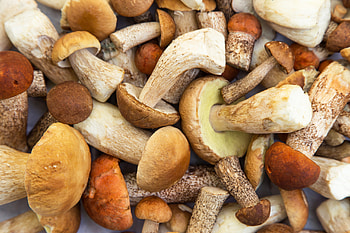 Organic porcini mushrooms, Infused extra virgin olive oil, Benvolio 1938, Culinary delight HD wallpaper