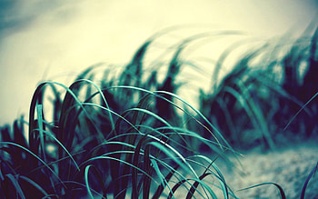 Grass, Macro, Dark, Shine, Light, Wind, Sly, Flapping HD wallpaper