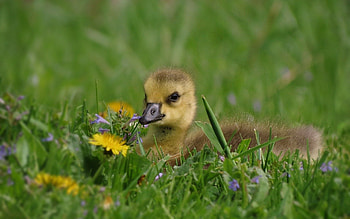 Animals, Flowers, Grass, Lie, To Lie Down, Duckling HD wallpaper