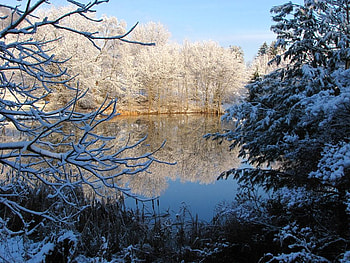Draperies of White, winter, snow, trees, beautiful, lake HD wallpaper