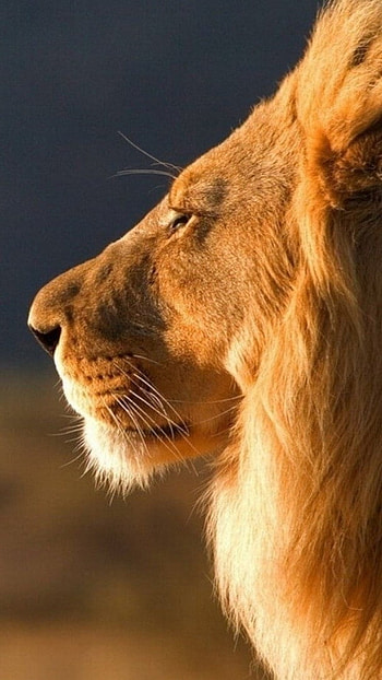Lion , Lion, Background HD phone wallpaper