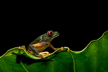 Frog, animal, black, green, broasca, red eye HD wallpaper