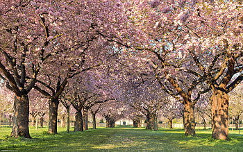 Nature, Flowers, Trees, Park, Path HD wallpaper
