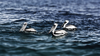 Animals, Birds, Water, Sea, Swimming, Pelicans HD wallpaper