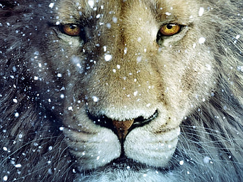 Chronicles Of Narnia, king, snow, movie, lion HD wallpaper