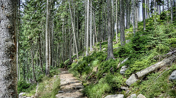 stone trail in the forest r, trail, hills, r, forest, stones HD wallpaper