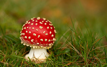 Mushroom , Nature's diversity, Fungal kingdom, Captivating fungi HD wallpaper