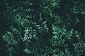 Leaves, Plant, Macro, Dark HD wallpaper