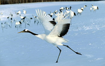 Red crowned crane, Exquisite bird, Wildlife , Feathered creature HD wallpaper