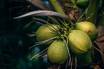 Close-up view of green coconuts on a palm tree in Ko Pha-ngan, Thailand, showcasing tropical flora. HD wallpaper