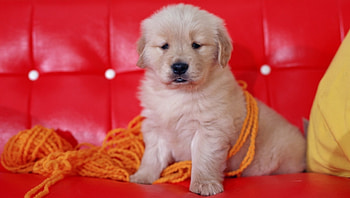 Loyal friend, dog, animal, cute, puppy HD wallpaper