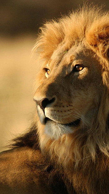 Lion inspiration, Striking lion visuals HD phone wallpaper