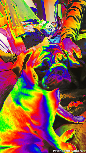 TIE DYED PUP, tie_dye, dog_ HD phone wallpaper