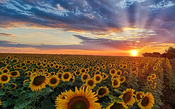 Sunset over Sunflowers, sunflowers, field, clouds, sunbeams, sunset HD wallpaper
