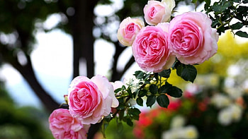 Roses, pink, leaves, flowers HD wallpaper
