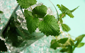 Lemon Balm, Mojito drink, Mint leaves, Glass cup HD wallpaper