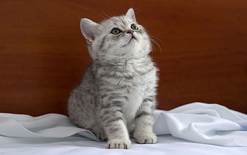 Animals, Kitty, Kitten, Striped, Kid, Tot, Bed HD wallpaper