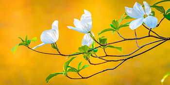 Flowering tree, Flowers, Nature, Spring, Branches HD wallpaper