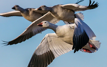 Canadian goose, Animal , Feathered beauty, Avian marvel HD wallpaper