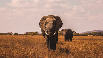 Elephant herd, Majestic mammals, Serene landscapes, Grassland beauty HD wallpaper