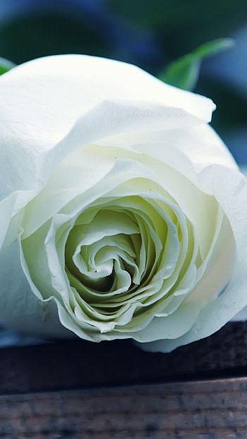 Rose Flower, White Flower, Background HD phone wallpaper