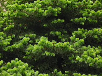 Plants, Fir-Trees HD wallpaper