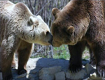 Bear love, bears, white, brown, nuzzling, rocks, forest HD wallpaper