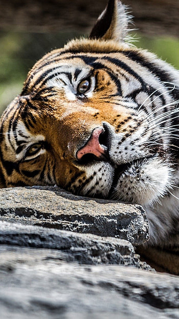 Tiger , Lonely, Sad Tiger HD phone wallpaper