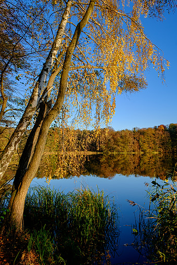 Landscape, Nature, Trees, Autumn, Lake, Reflection HD phone wallpaper