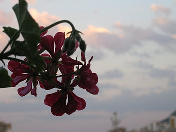 Sky flower, pink, flower, bulgaria, sky HD wallpaper