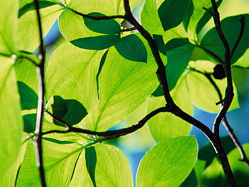 Leafs, nature, flowers HD wallpaper