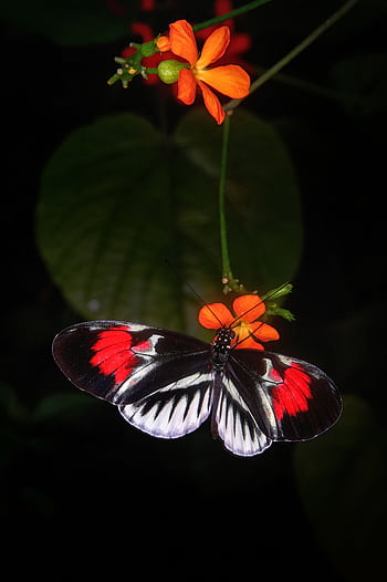 A striking black and red butterfly perched on vibrant orange flowers against a dark background. HD phone wallpaper