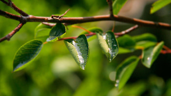 Drops, Macro, Branch, Dew HD wallpaper