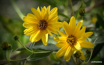 Yellow Flowers, two, plants, yellow, flowers, macro HD wallpaper