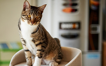 Animals, Cats HD wallpaper