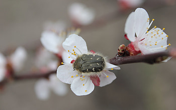 Cherry, Flower, Macro, Bug, Beetle HD wallpaper