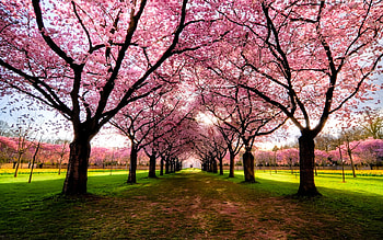 Beautiful View, pink trees, sunny, colorful, colors, peaceful, spring, beauty, trees, road, path, landscape, beautiful, grass, park, pink, leaves, green, view, nature, splendor HD wallpaper