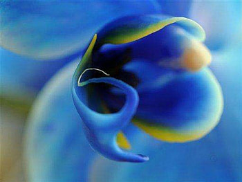 Blue Orchid, other, orchid, nature, flowers HD wallpaper