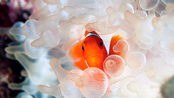 Colorful tropical fish, Underwater beauty, Exotic sea creatures, Marine life HD wallpaper