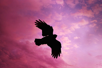Bird, flight, sunset, sky, silhouette HD wallpaper