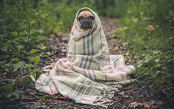 That's a Rap, animal, dog, pug, blanket HD wallpaper